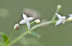 False baby's breath